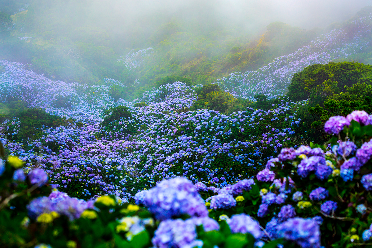 Forest and Trees Q2A0795 1