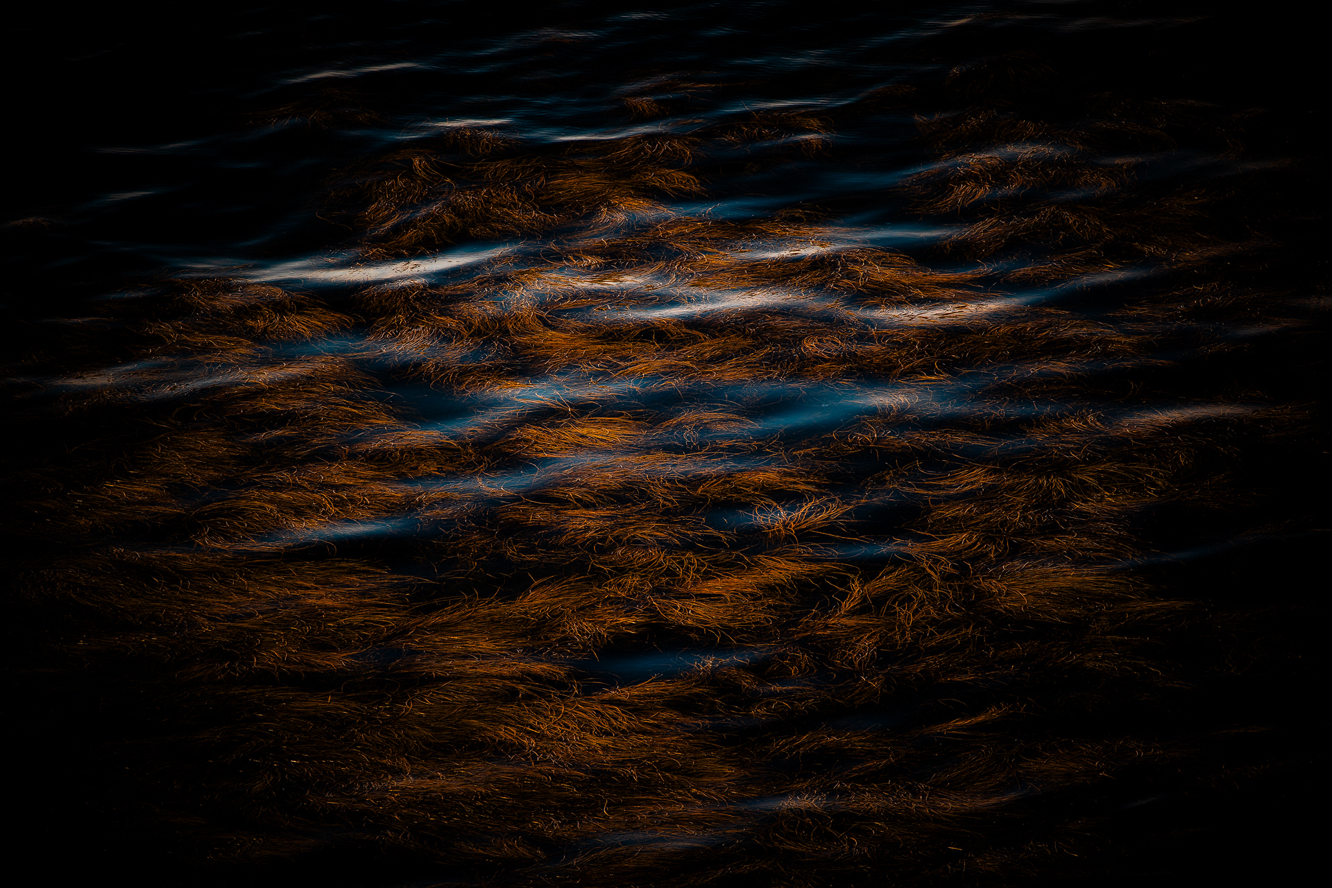 Floating Algae MG 2268 2