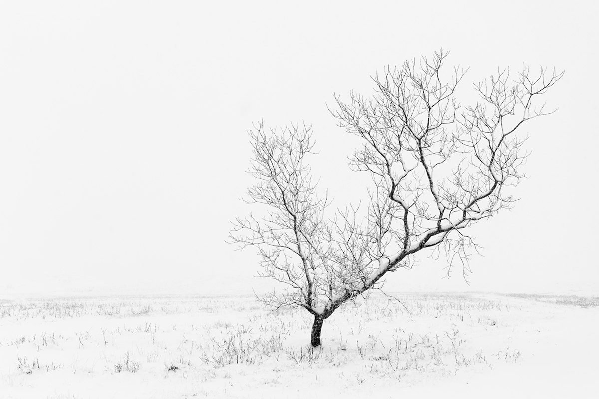 Forest and Trees 78A2082