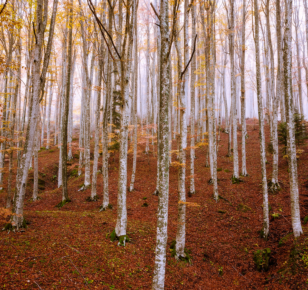 Forest and Trees MG 3084