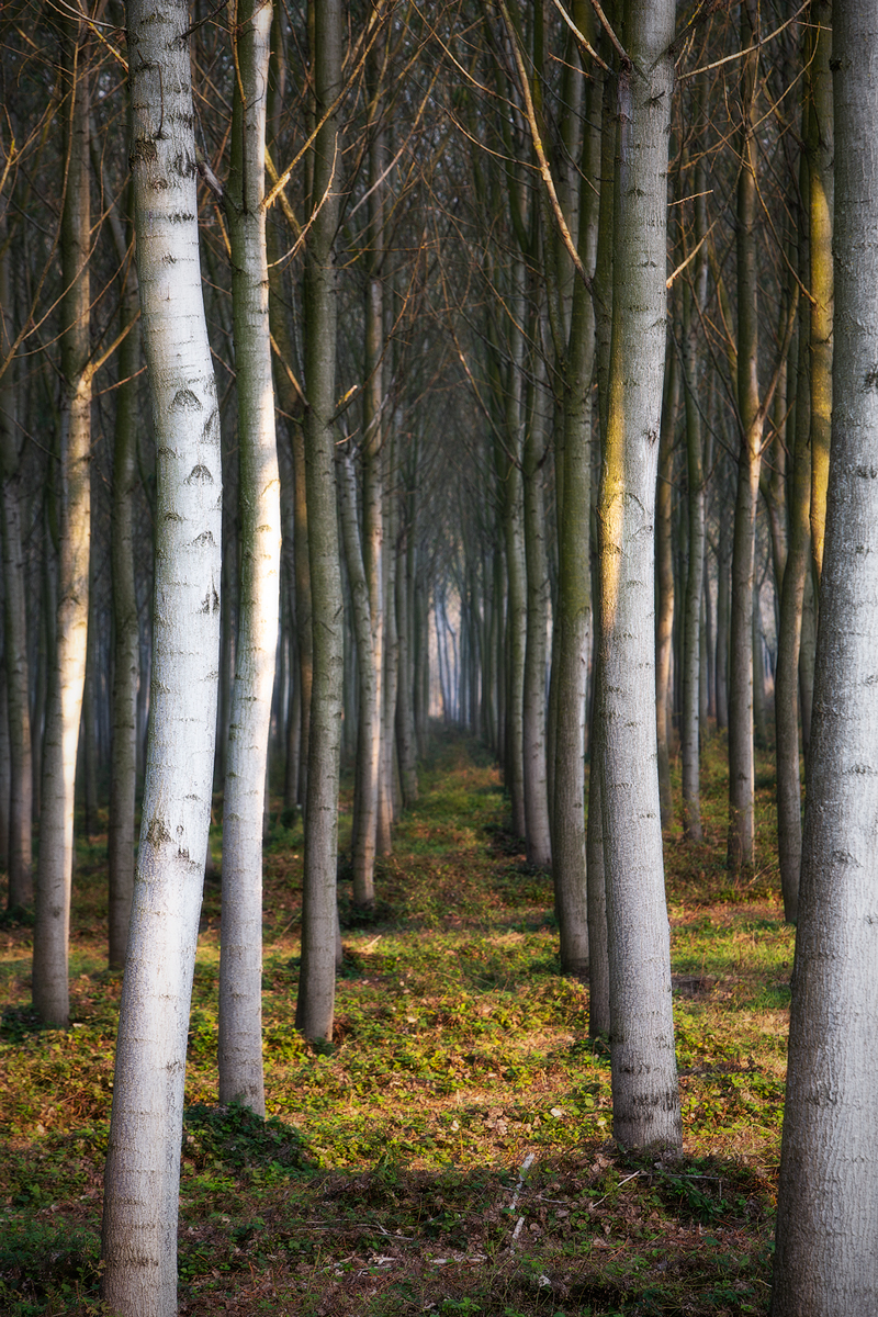 Forest and Trees Q2A1138