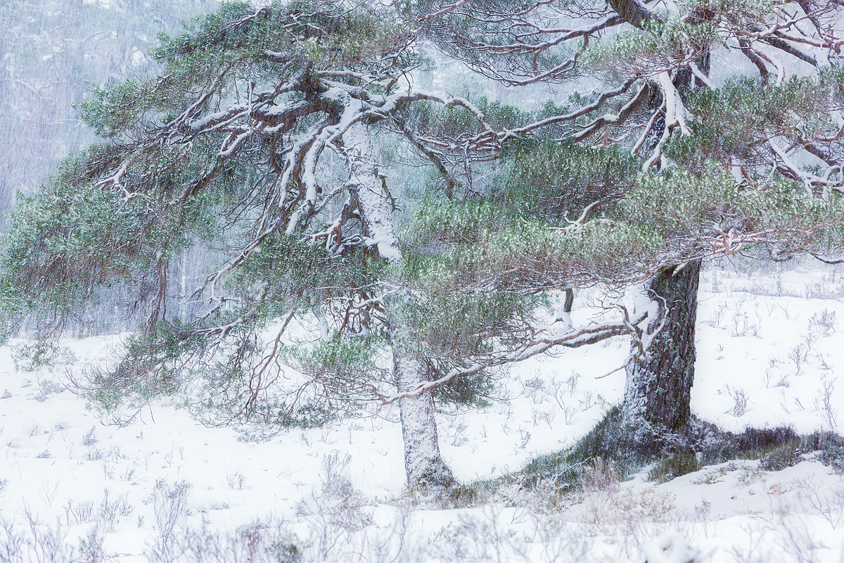 Forest and Trees Q2A1492