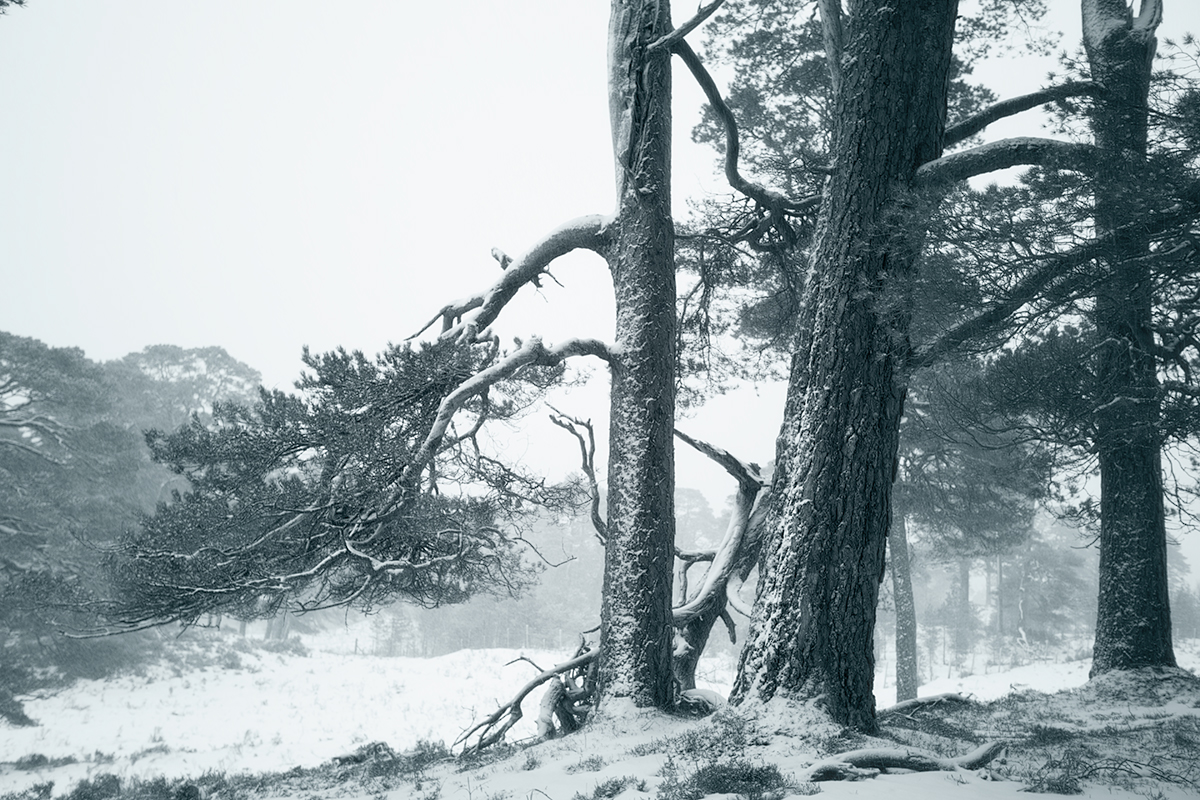 Forest and Trees Q2A1510