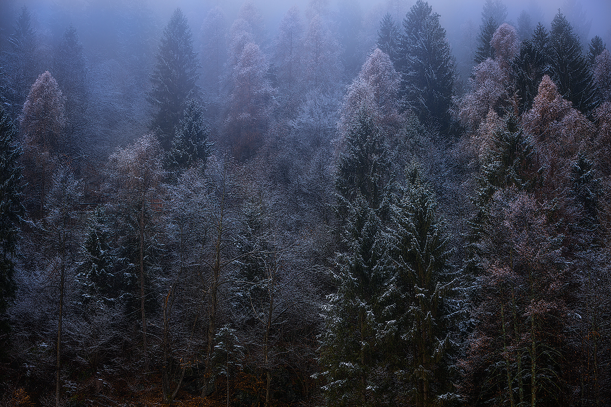 Forest and Trees Q2A3339