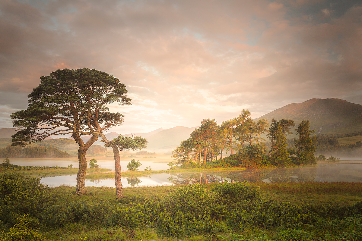 Forest and Trees Q2A9784